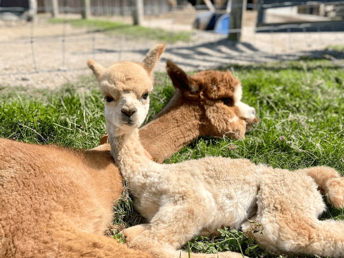 Alpaca herd grazing at Majestic Meadows Alpacas farm Medina
