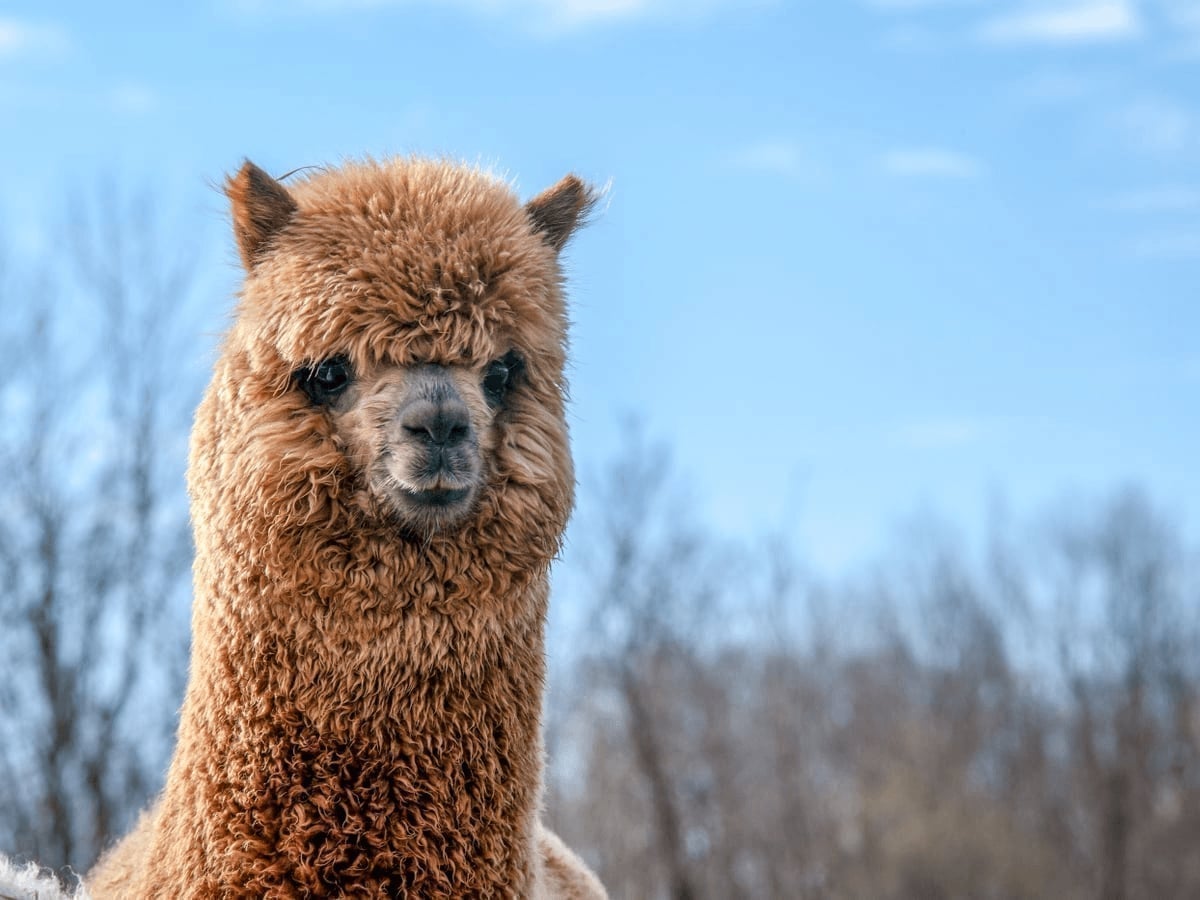 Meet alpacas at Majestic Meadows Alpacas in Medina Ohio