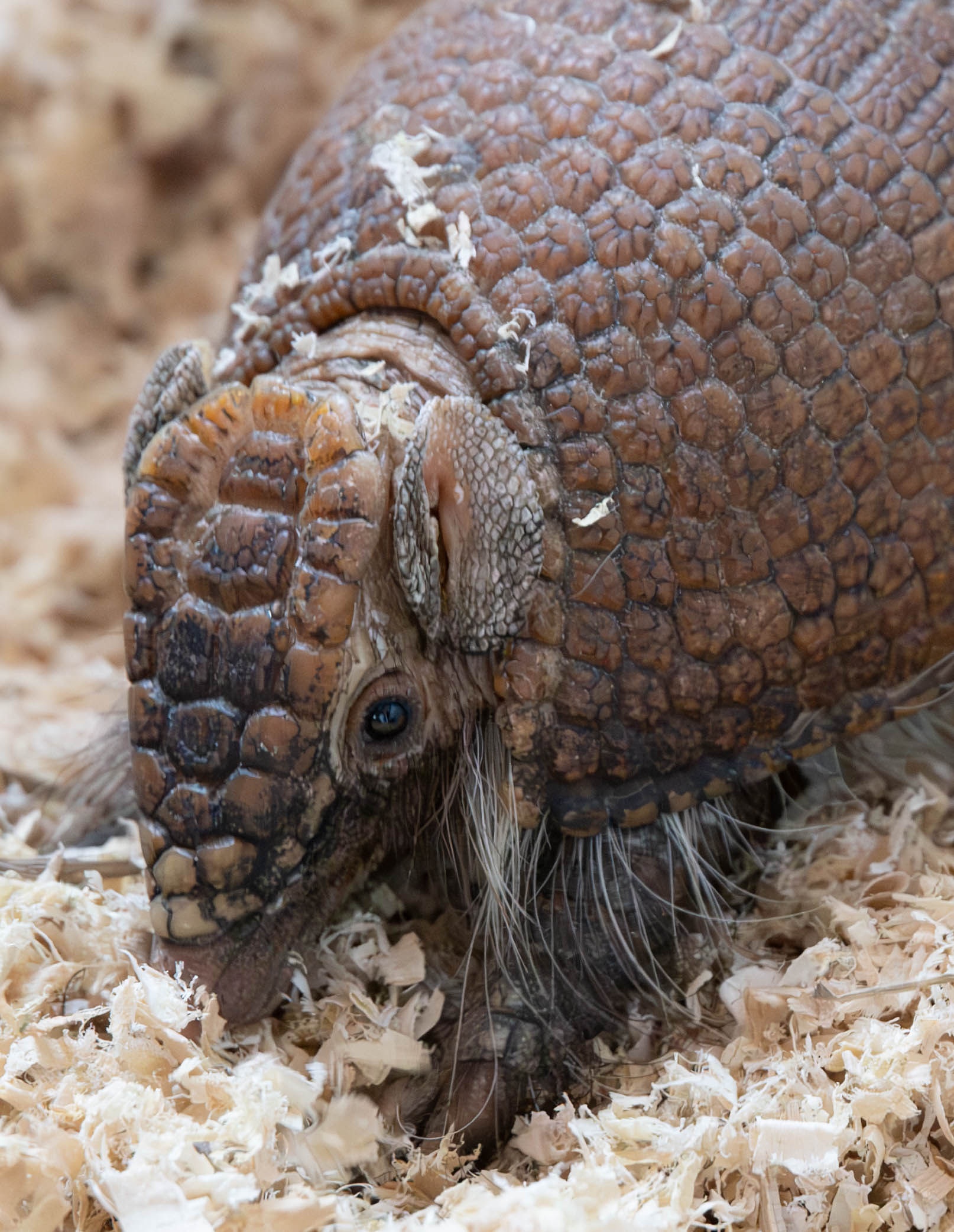 Screaming hairy armadillo digging at Majestic Meadows Alpacas Medina Ohio