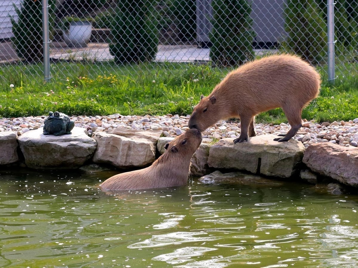 Capybara at Majestic Meadows Alpacas petting zoo Medina Ohio