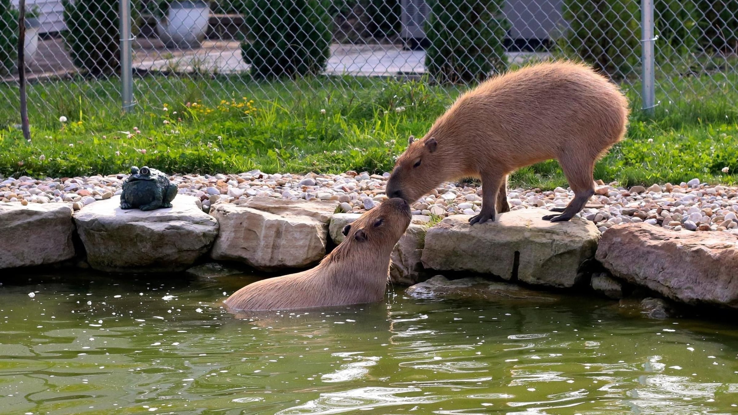Capybaras & Porcupines