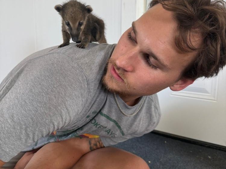 Playful coati at Majestic Meadows family farm Medina