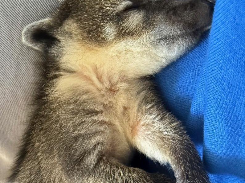 Meet coatimundis at Majestic Meadows Alpacas Medina Ohio