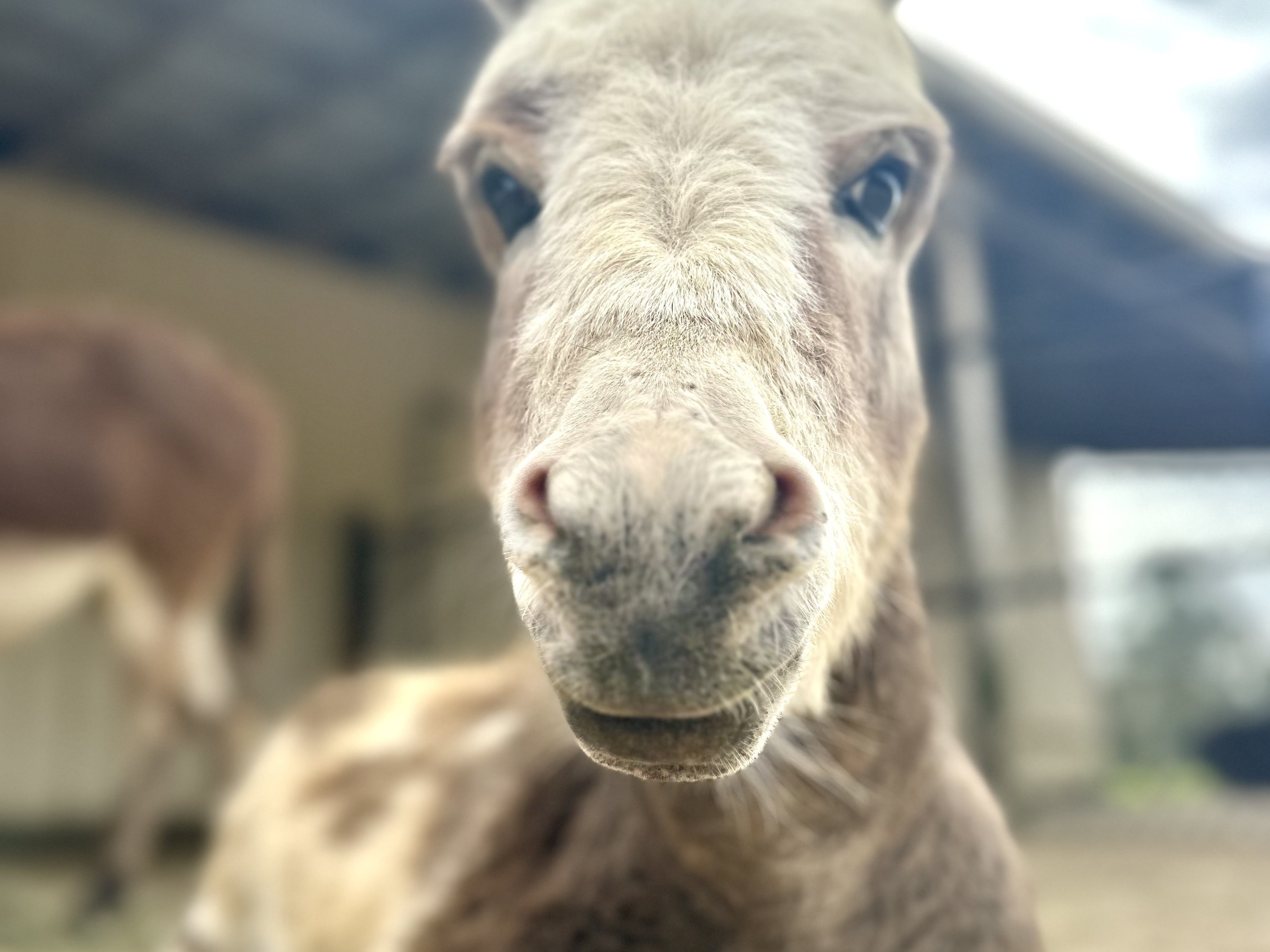Friendly mini donkey at Majestic Meadows Alpacas Ohio