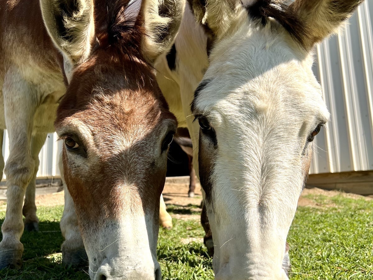 Donkey closeup at Majestic Meadows family farm Medina