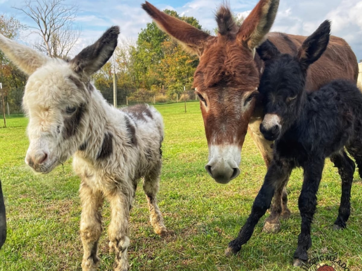 Miniature donkey at Majestic Meadows Alpacas petting zoo