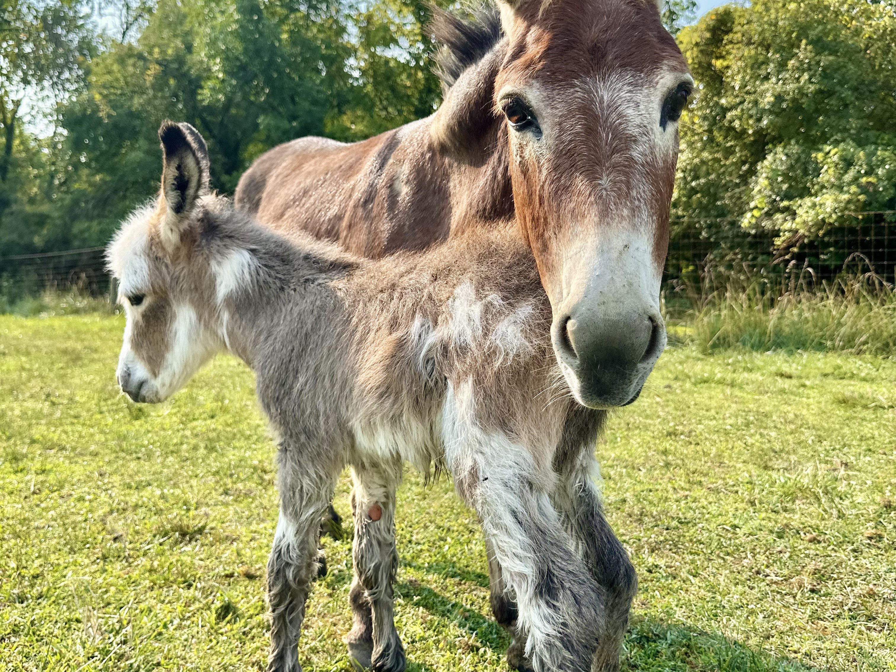 Meet miniature donkeys at Majestic Meadows Alpacas Ohio