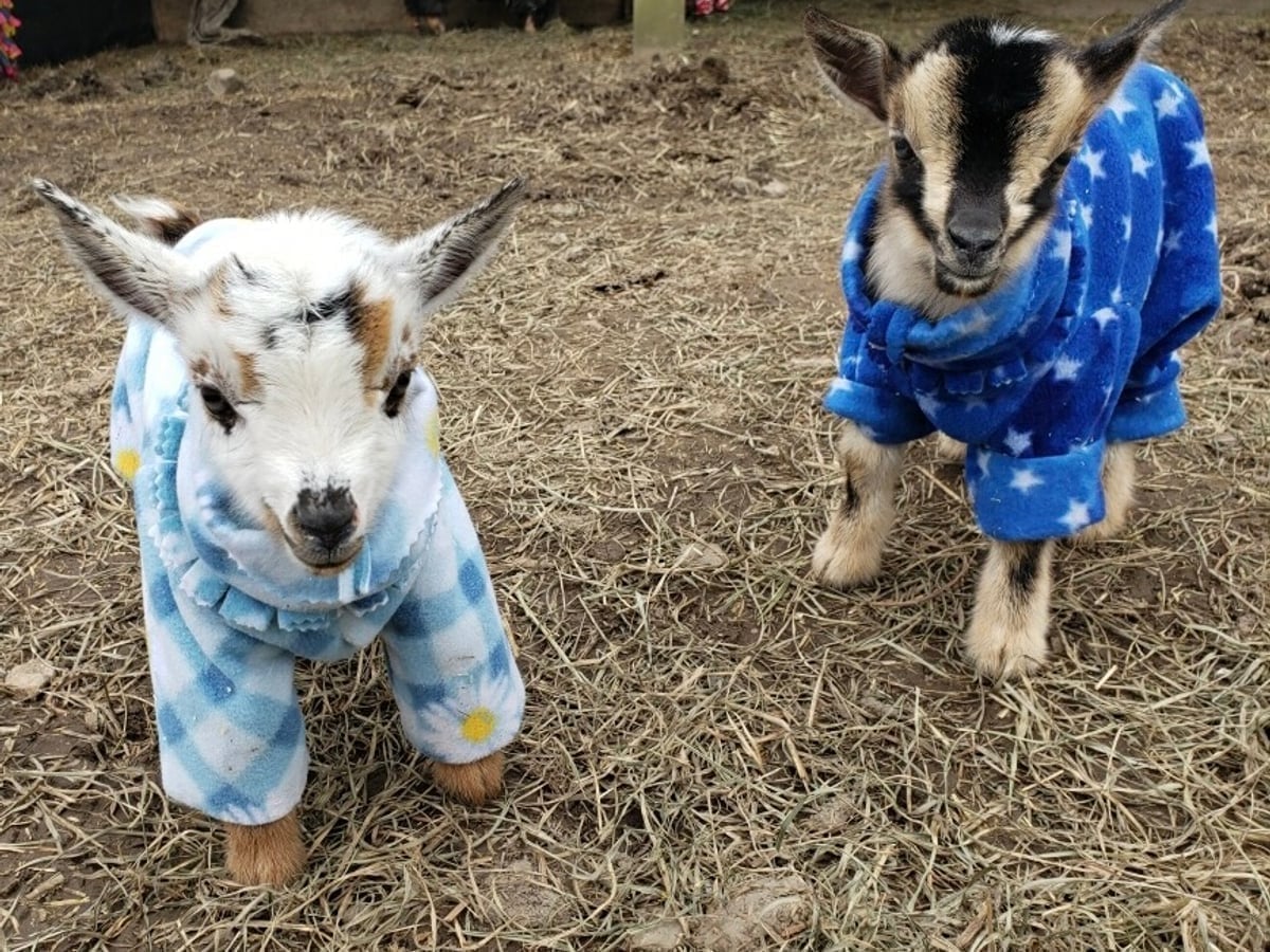 Friendly goat at Majestic Meadows Alpacas Ohio