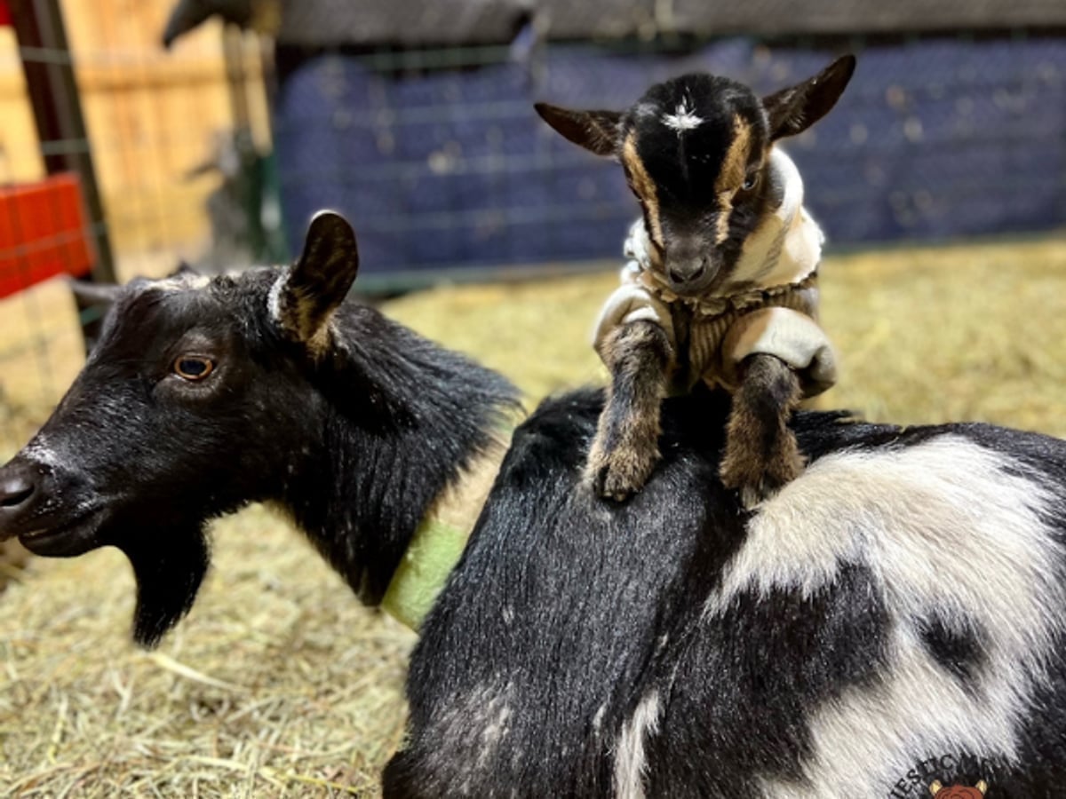 Goat encounter at Majestic Meadows Alpacas petting zoo