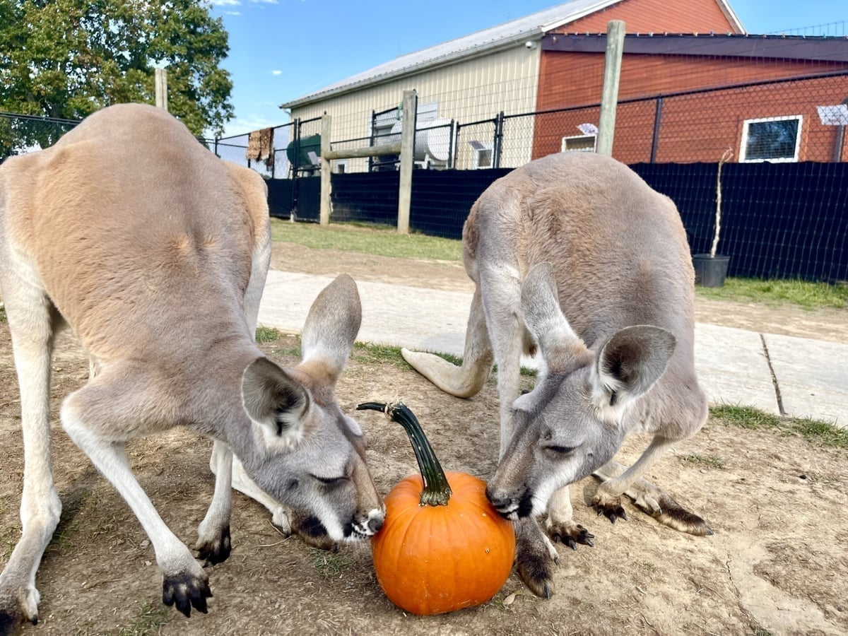 Kangaroo closeup at Majestic Meadows Alpacas Ohio
