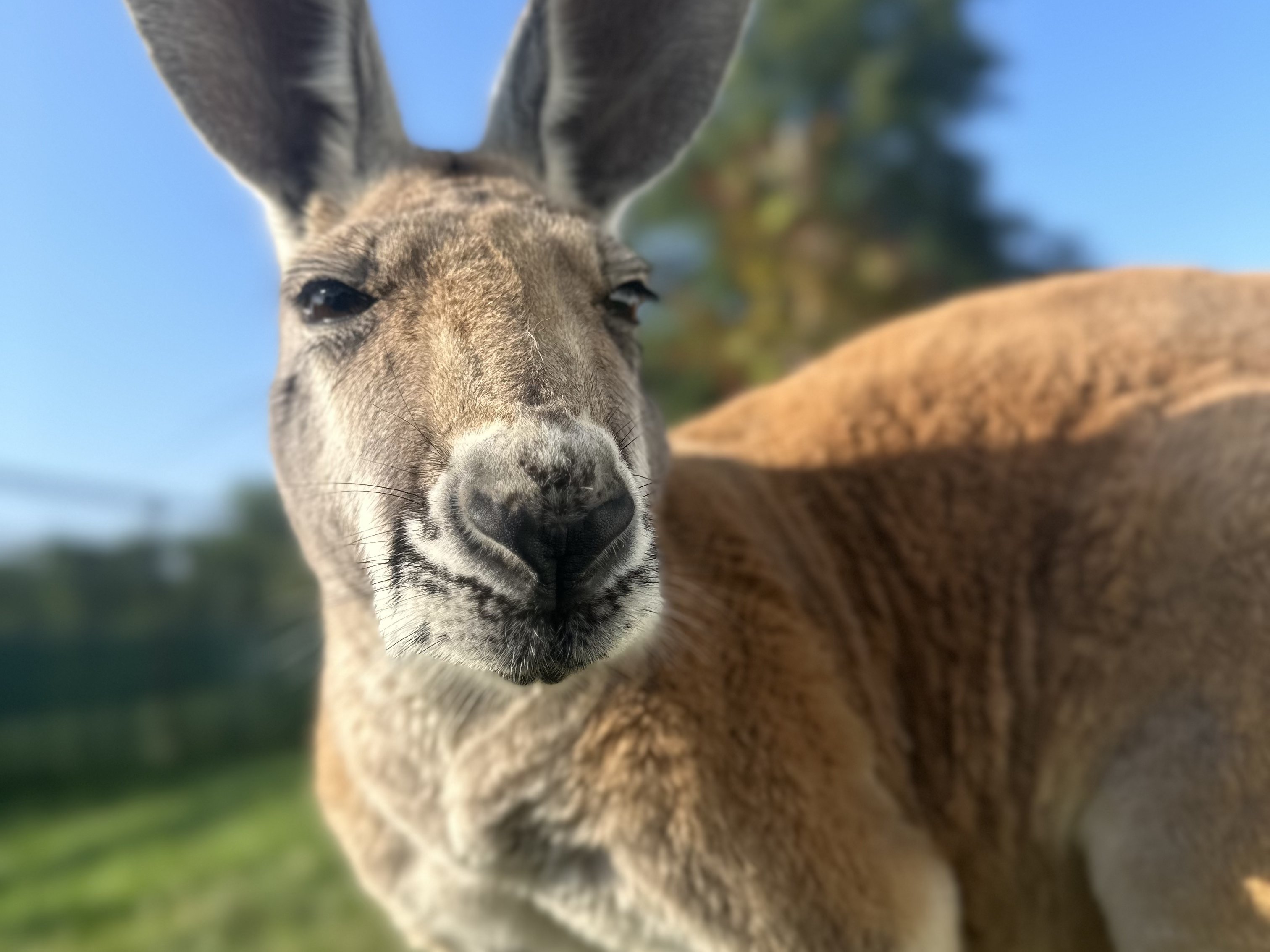 Red kangaroo at Majestic Meadows family farm Medina