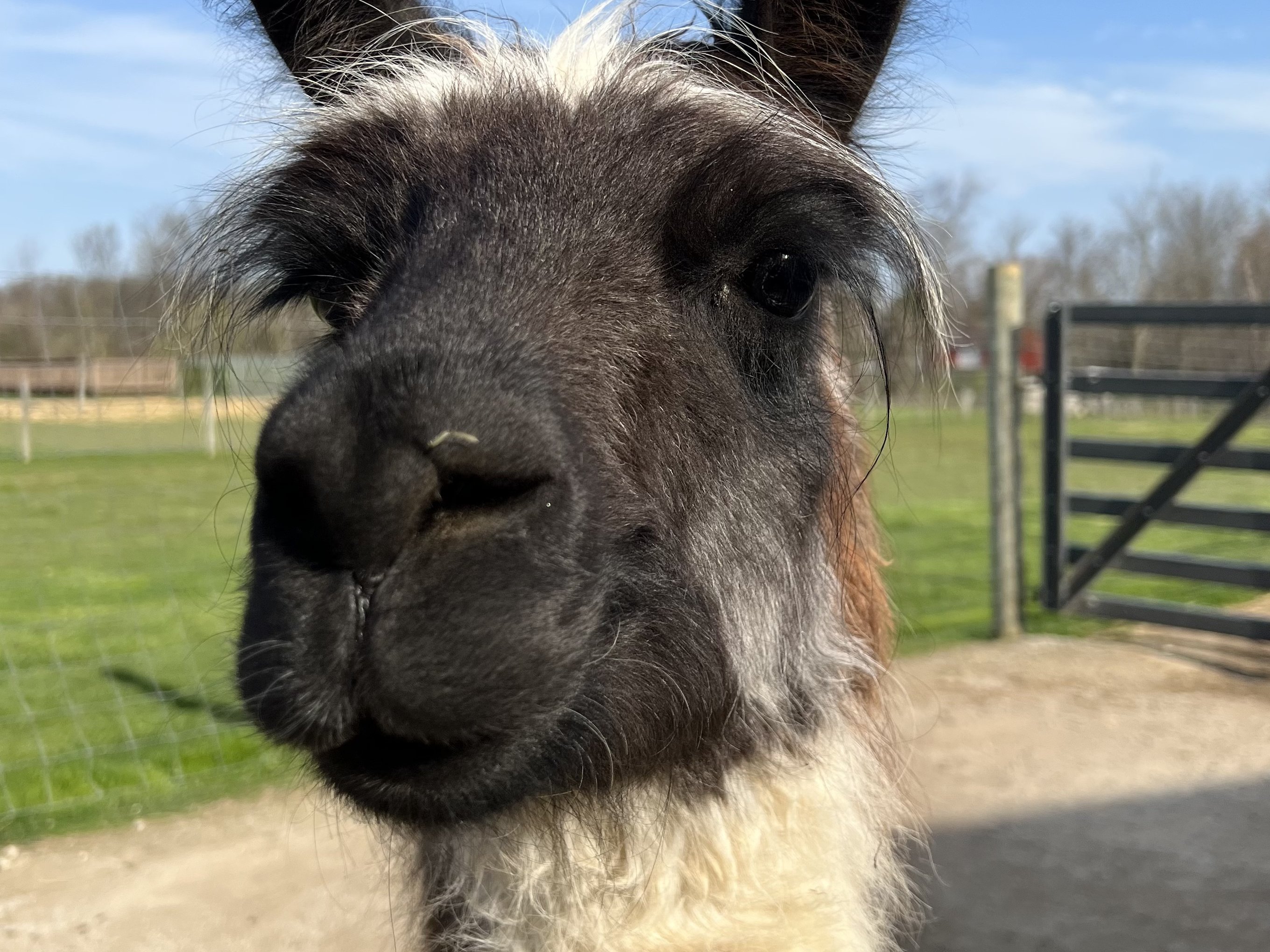 Llama at Majestic Meadows Alpacas petting zoo Medina Ohio