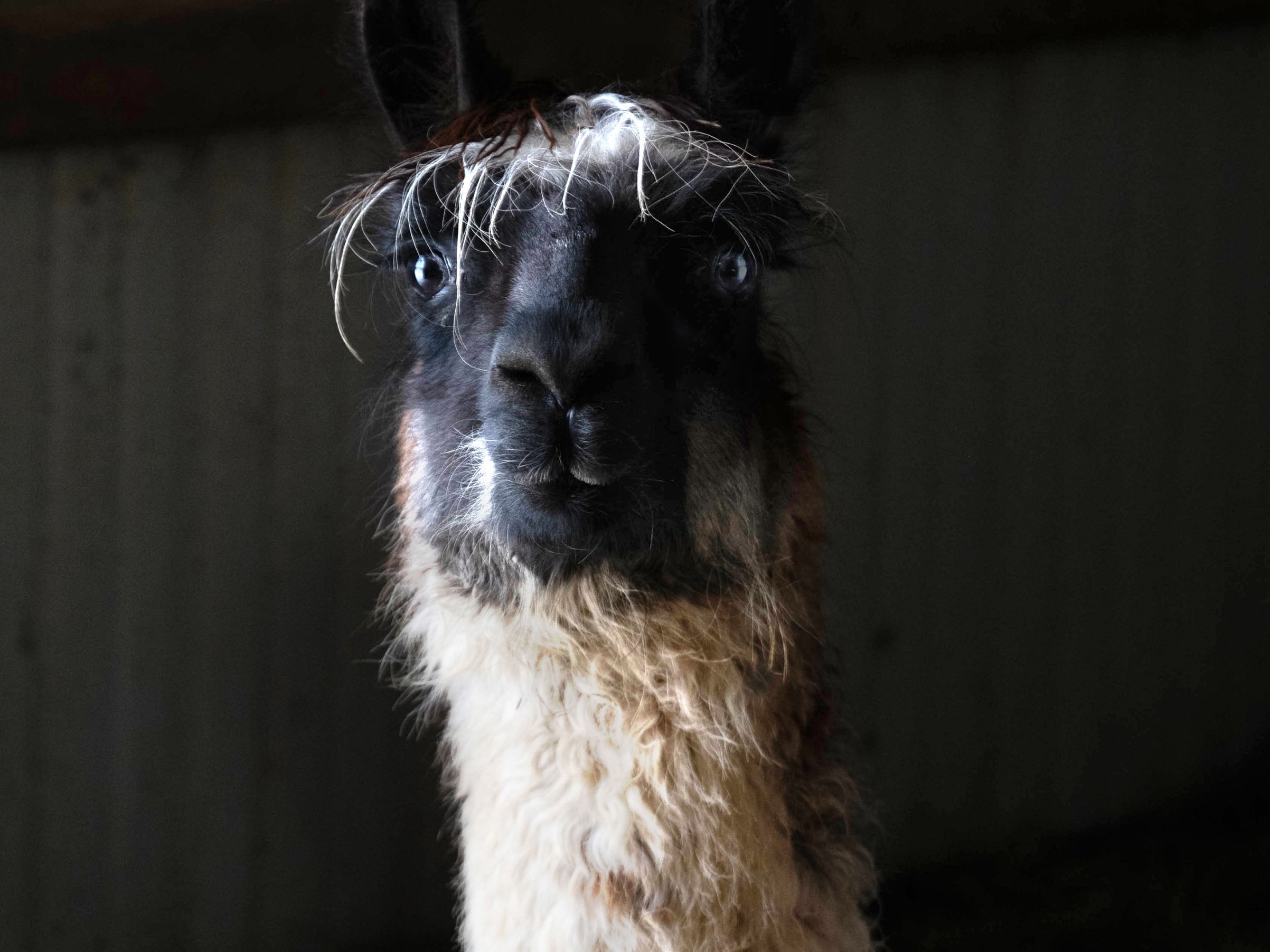 Friendly llama at Majestic Meadows Alpacas Ohio