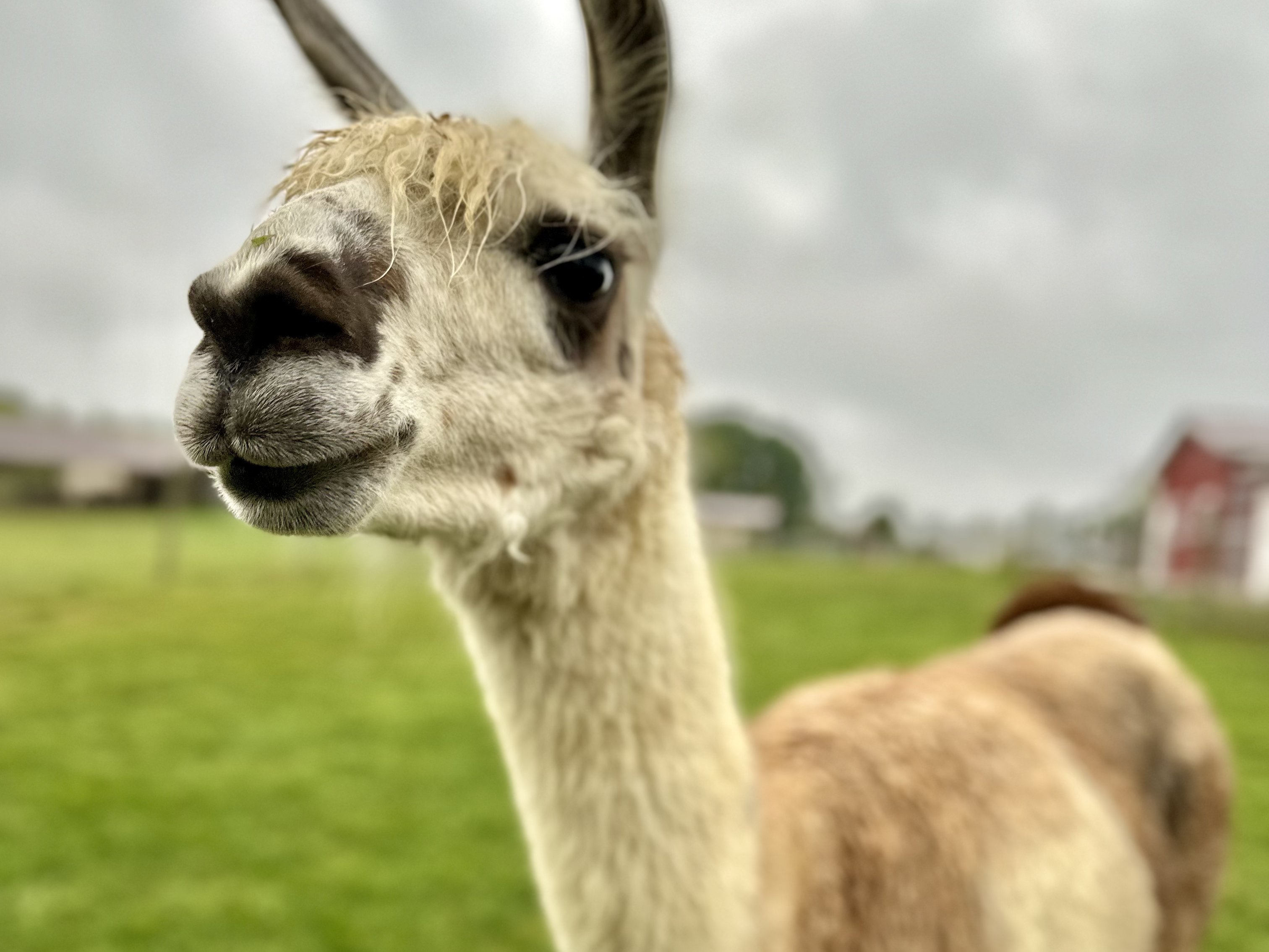 Llama encounter at Majestic Meadows Alpacas petting zoo