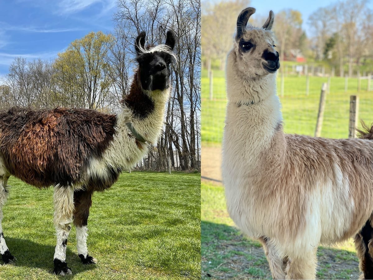 Llama at Majestic Meadows Alpacas Medina Ohio