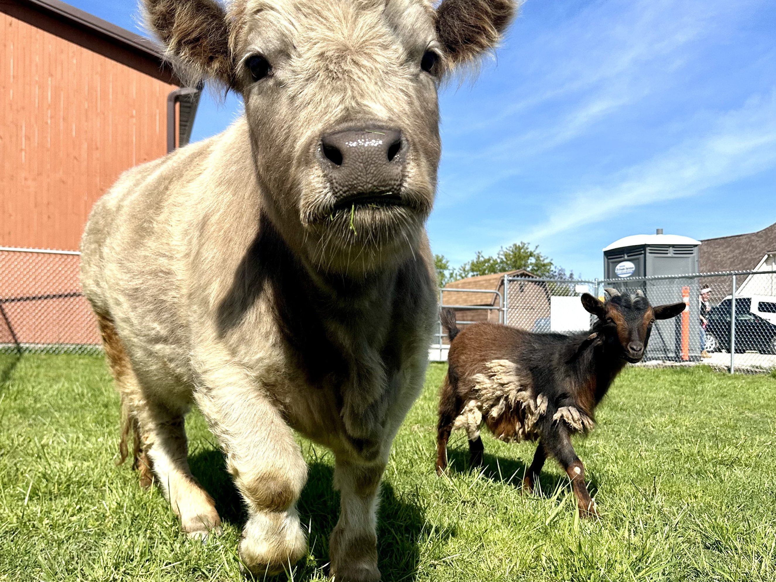 Mini Highland cattle at Majestic Meadows family farm Medina