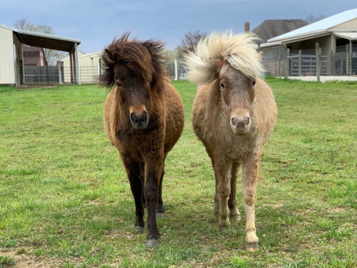 Friendly miniature horse at Majestic Meadows Alpacas Ohio