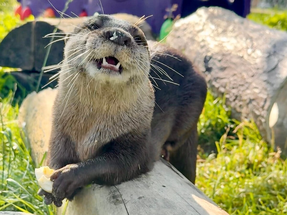 Otter swimming at Majestic Meadows family farm Medina