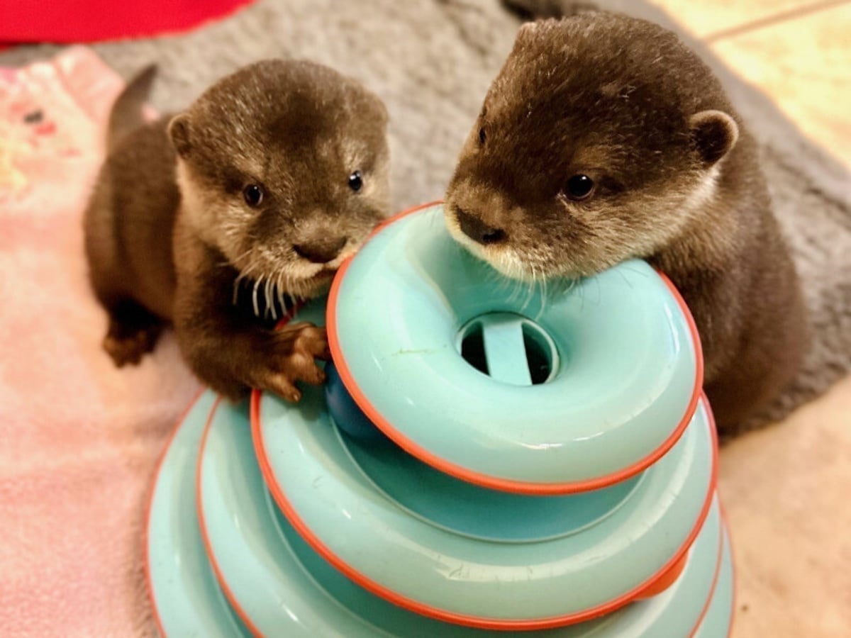 Adorable otter at Majestic Meadows Alpacas Ohio