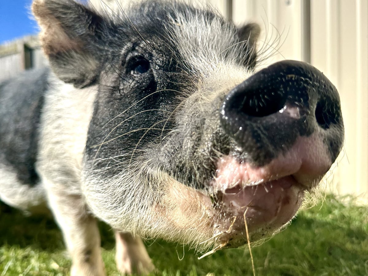 Mini potbellied pig at Majestic Meadows Alpacas petting zoo Medina Ohio