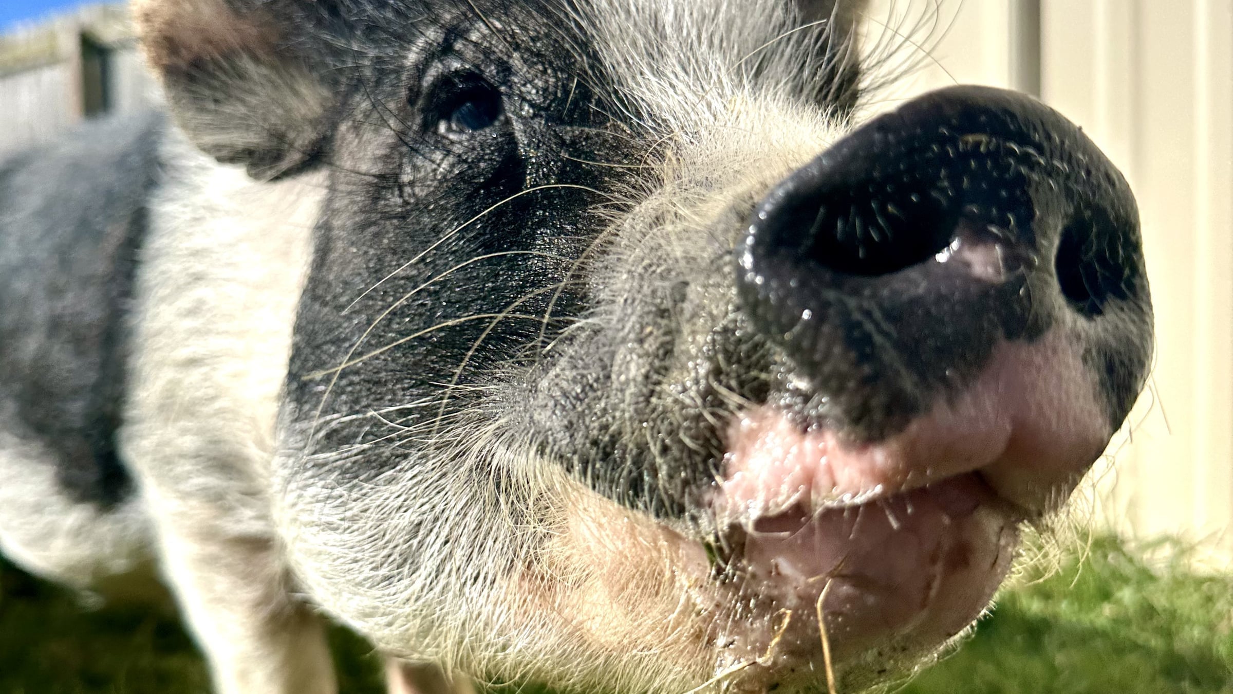 Pigs at Majestic Meadows Alpacas