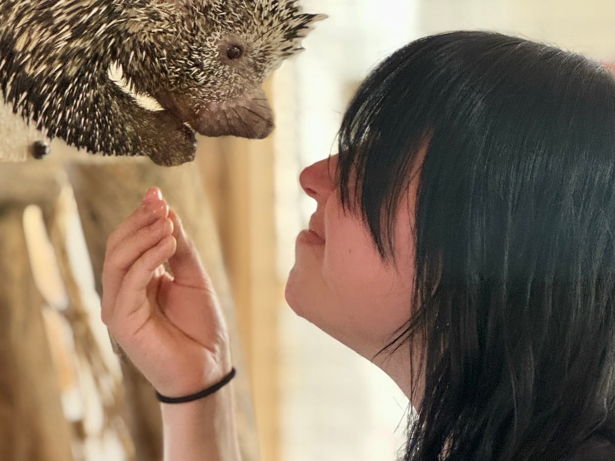 Porcupine closeup at Majestic Meadows Alpacas Ohio