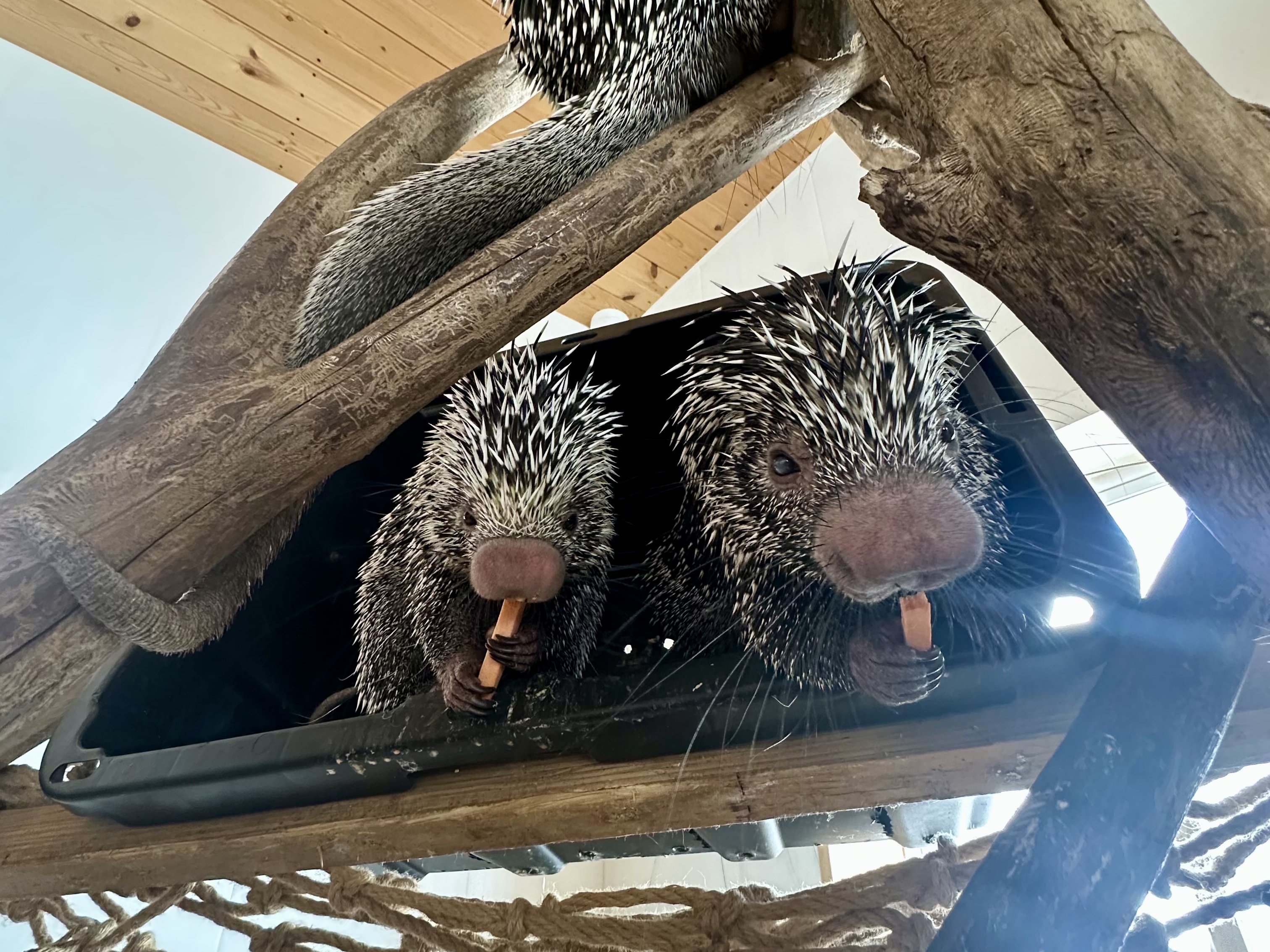 Tree-dwelling porcupine at Majestic Meadows Alpacas Ohio