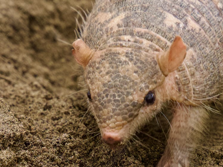 Screaming hairy armadillo digging in loose soil at Majestic Meadows Alpacas Medina Ohio