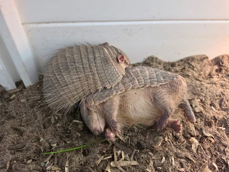 A pair of screaming hairy armadillos resting together at Majestic Meadows Alpacas Medina Ohio