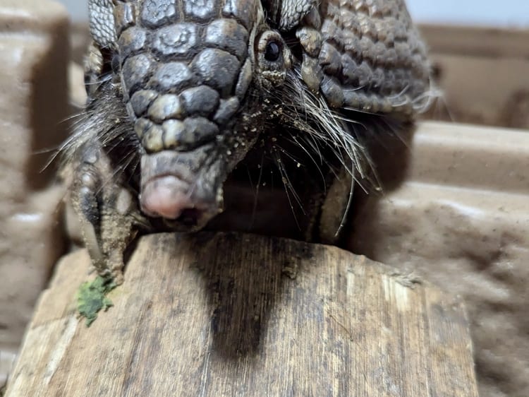 Screaming hairy armadillo closeup showing the coarse bristles through its shell at Majestic Meadows Alpacas Medina Ohio