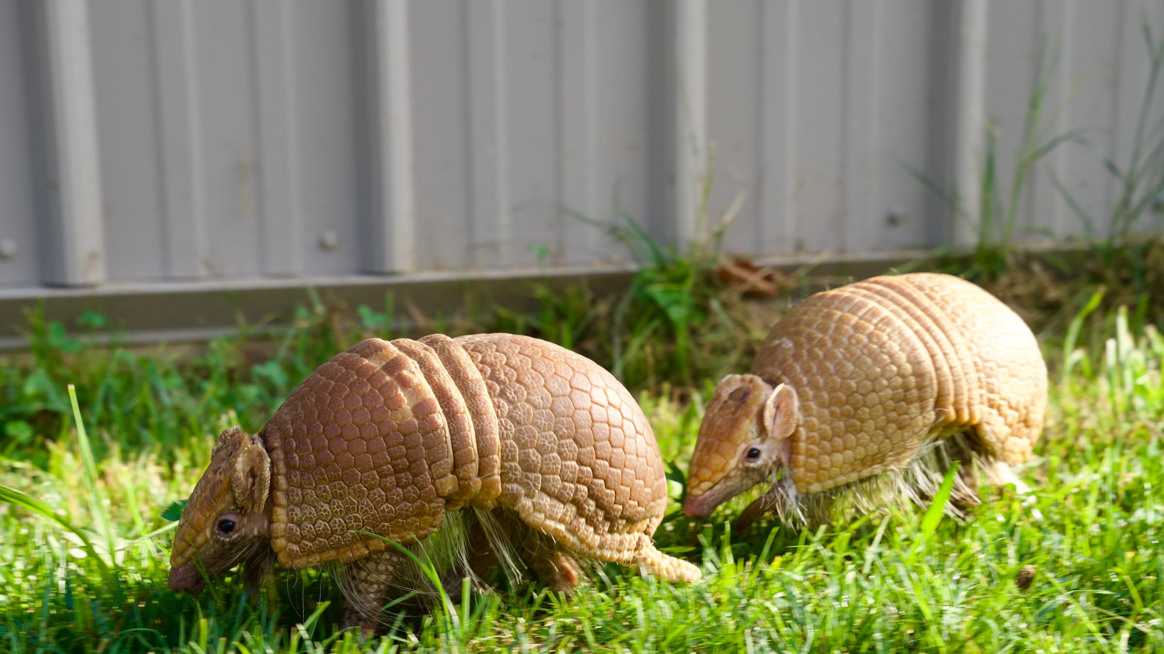 Screaming Hairy Armadillos at Majestic Meadows Alpacas