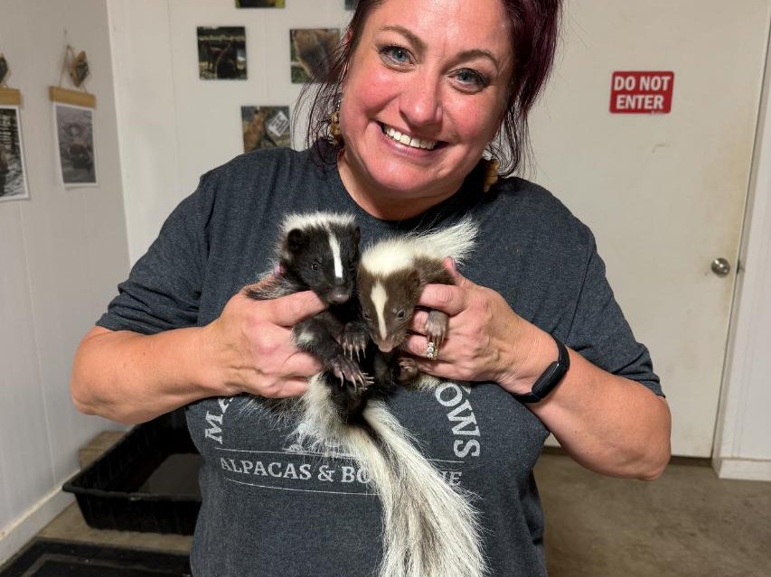 Adorable skunk at Majestic Meadows Alpacas Ohio