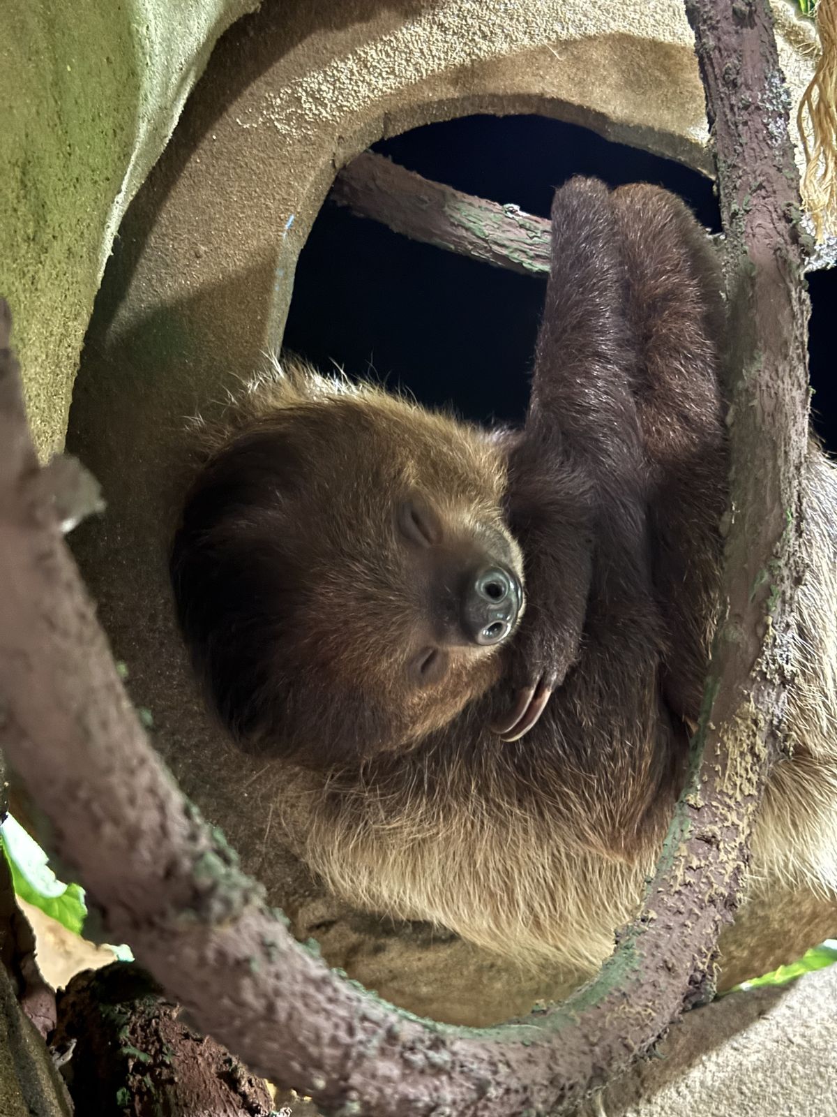 Grover exploring his tropical habitat at Majestic Meadows Alpacas