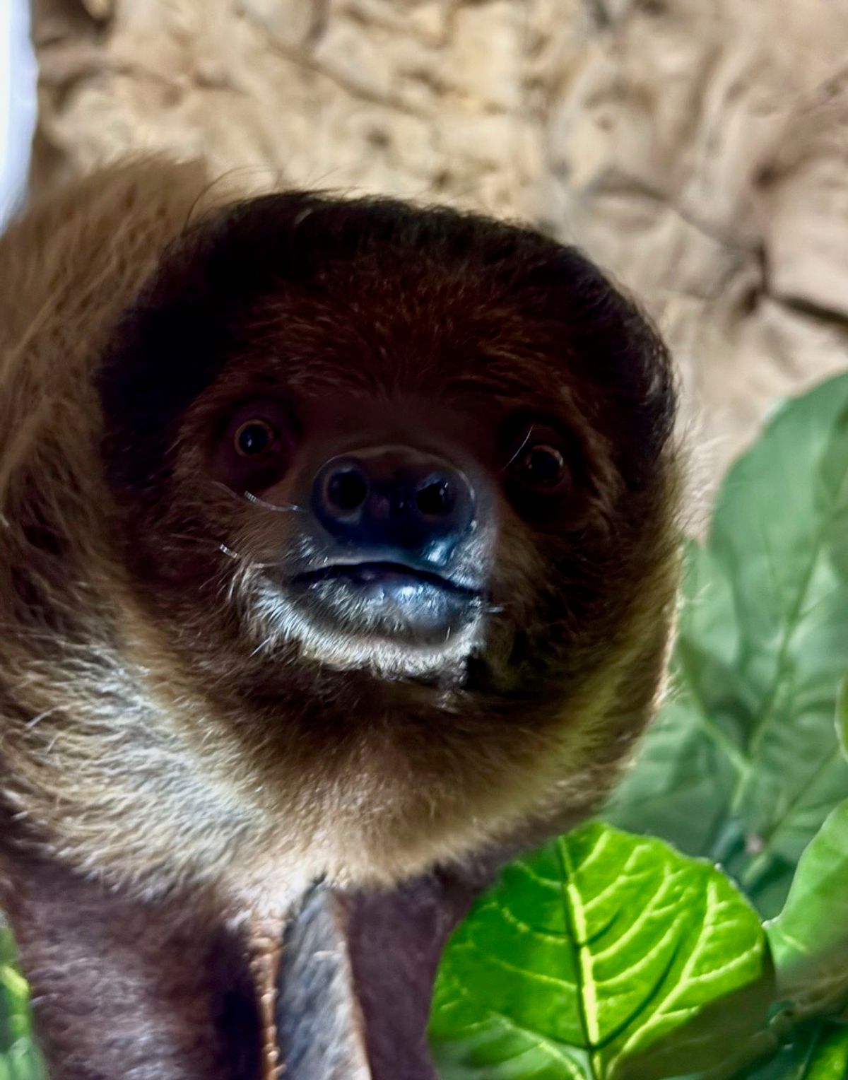 Meet Grover the sloth at Majestic Meadows Alpacas Medina Ohio