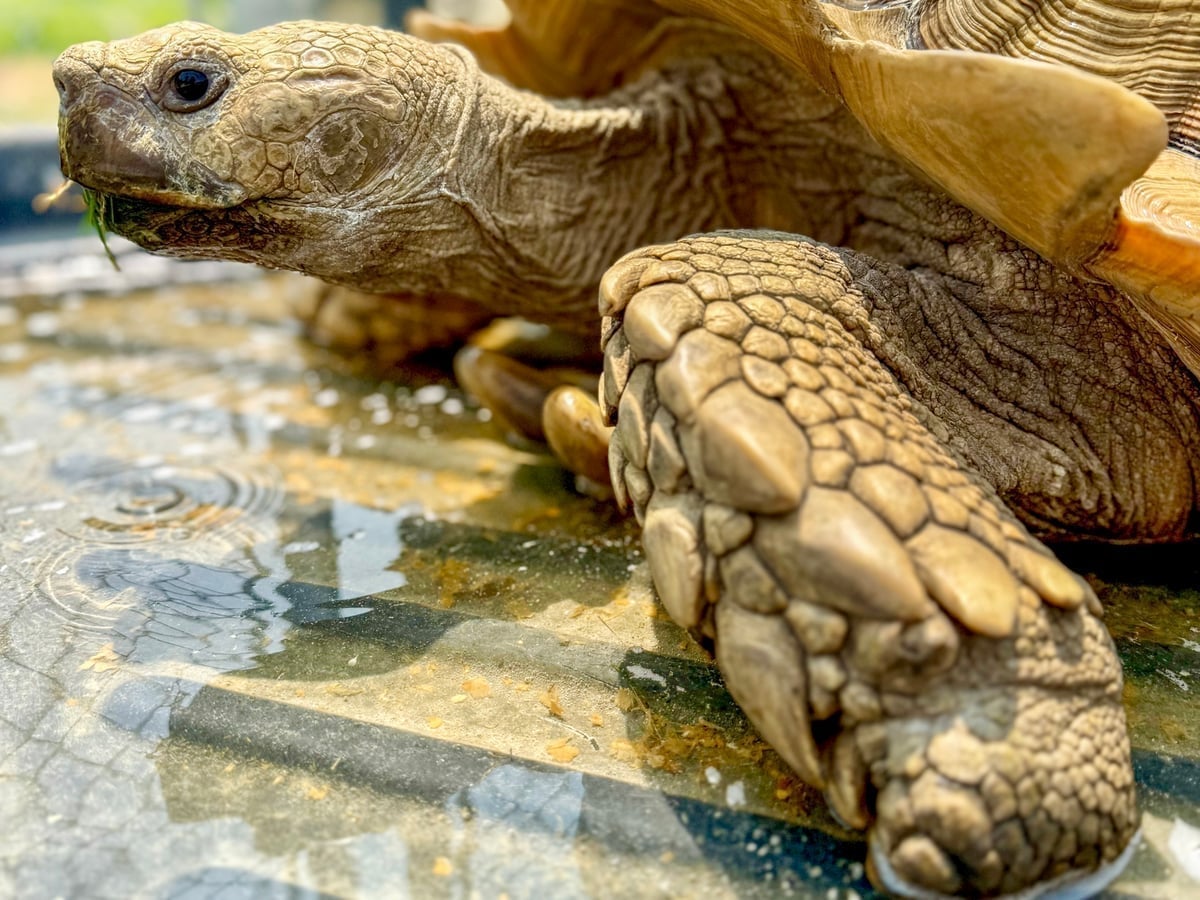 Giant tortoise at Majestic Meadows Alpacas Ohio