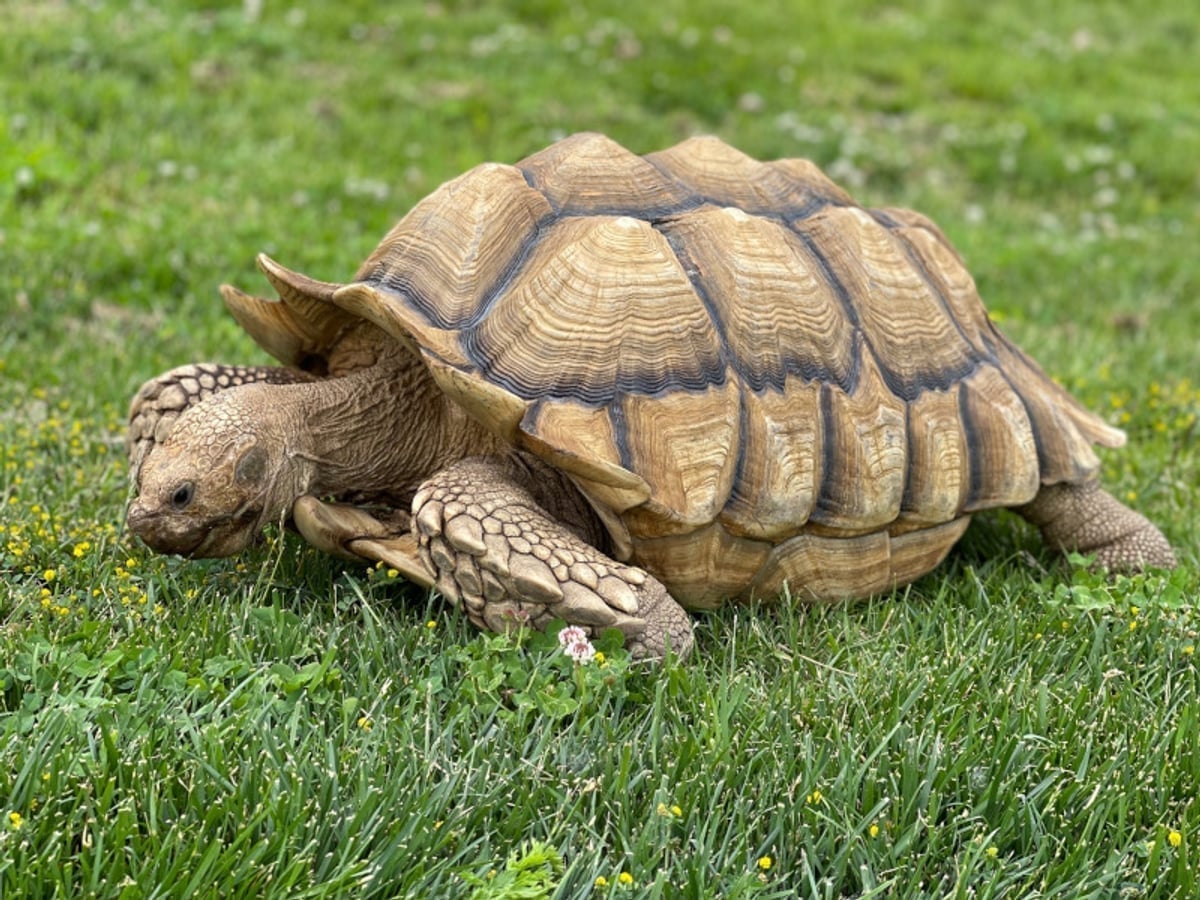 Tortoise encounter at Majestic Meadows Alpacas petting zoo