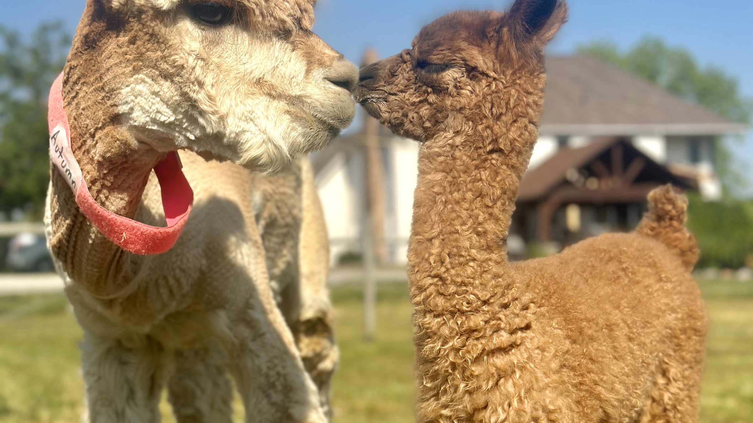 hero.jpg Majestic Meadows farm landscape