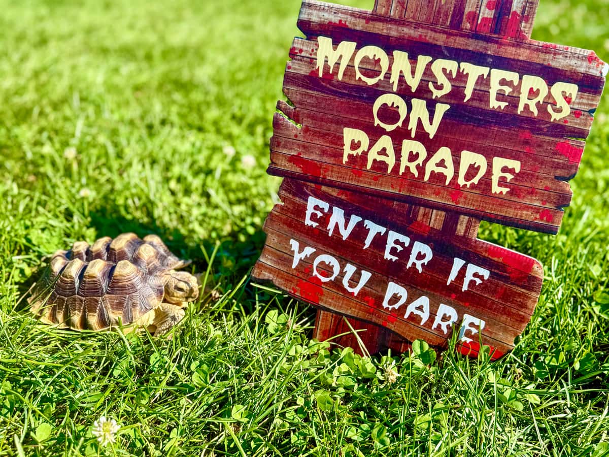 Sheldon the sulcata tortoise beside a Halloween sign on the farm lawn