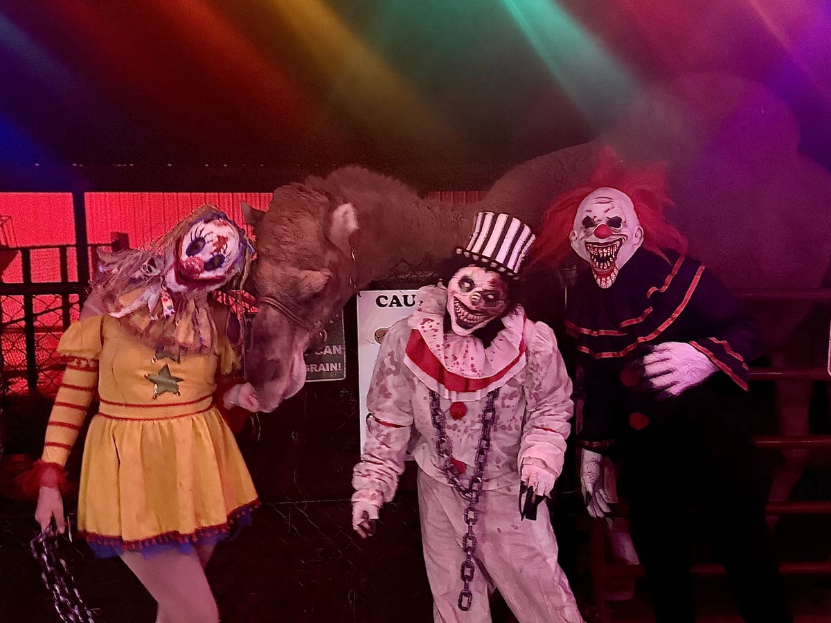 Costumed characters under coloured lights beside one of the camels