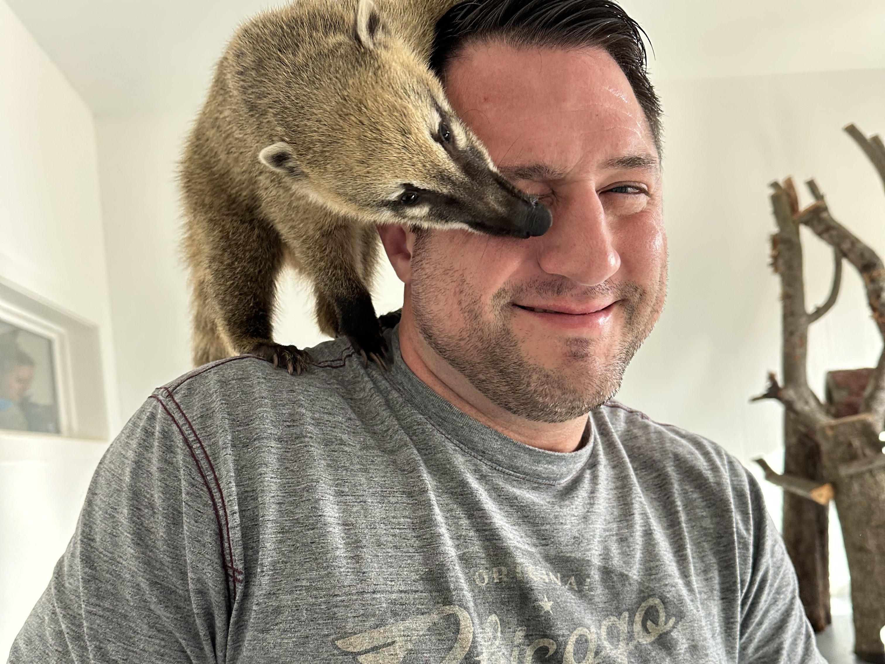 South American coatimundi climbing on guest during private animal encounter at Majestic Meadows Alpacas