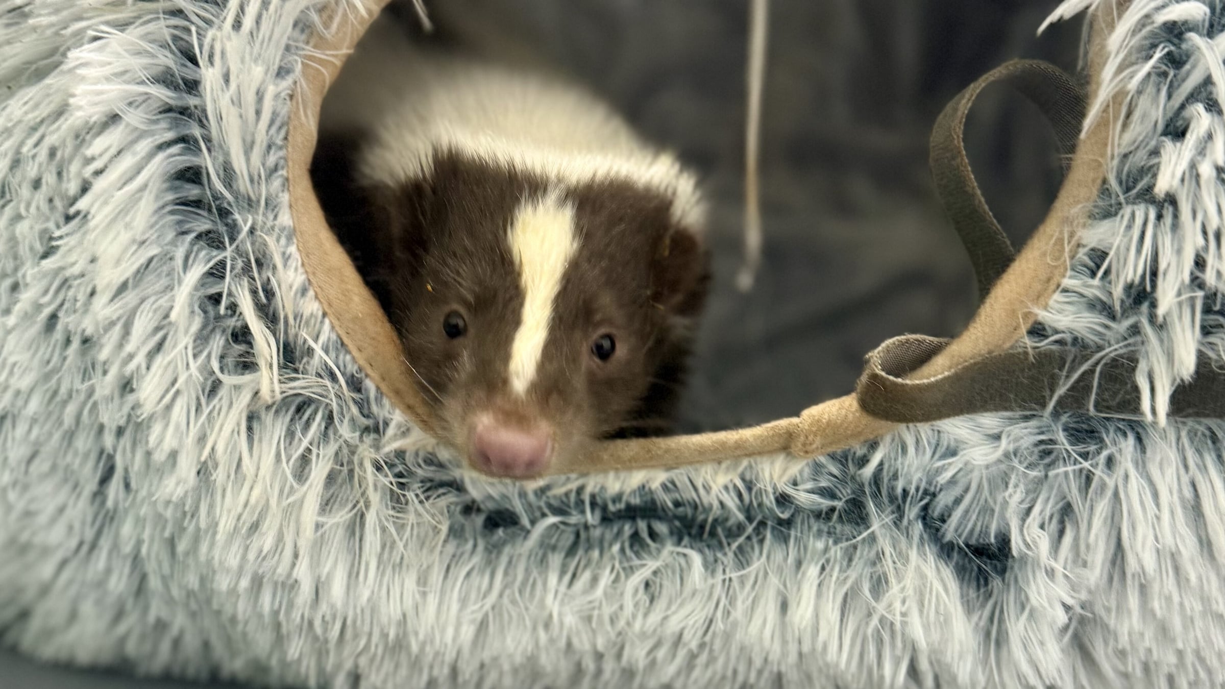 Striped skunk up close during Ambassador Animal Experience at Majestic Meadows Alpacas Medina Ohio