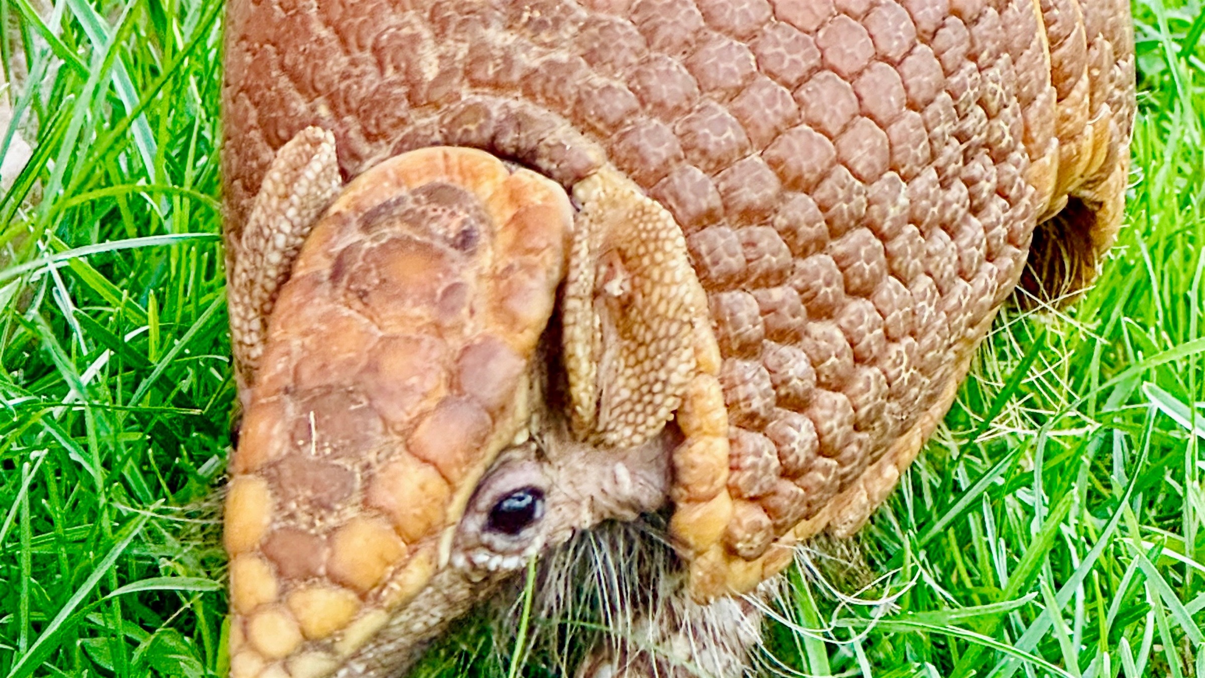 Southern three-banded armadillo Artie at Majestic Meadows Alpacas Ambassador Animal Experience