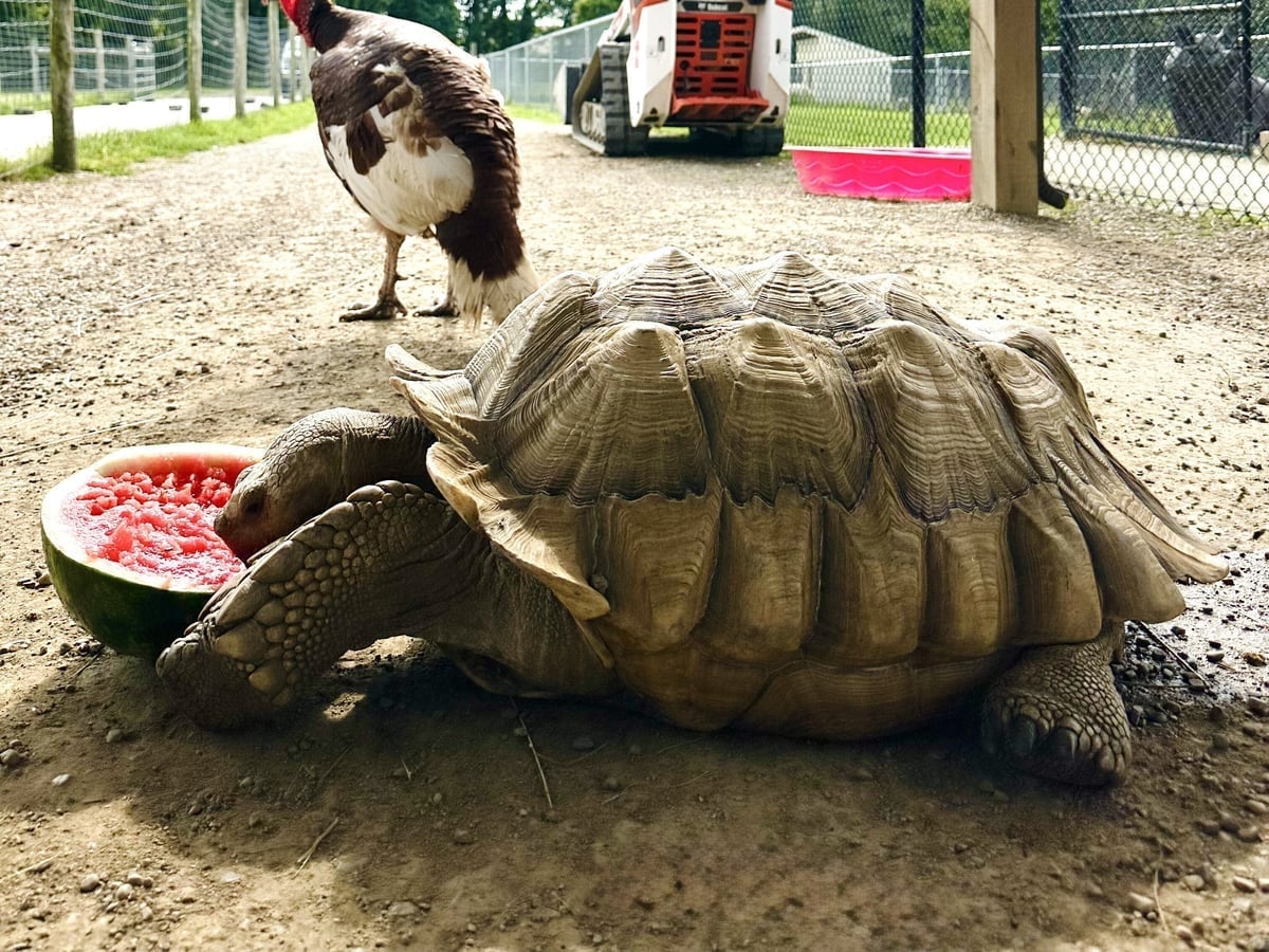 Sulcata tortoise at Majestic Meadows Alpacas private guided animal encounter in Medina Ohio
