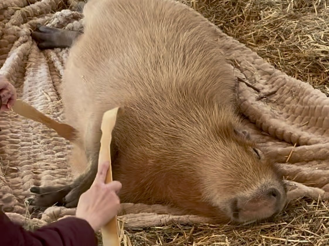 Capybara private encounter at Majestic Meadows Alpacas petting zoo Medina Ohio
