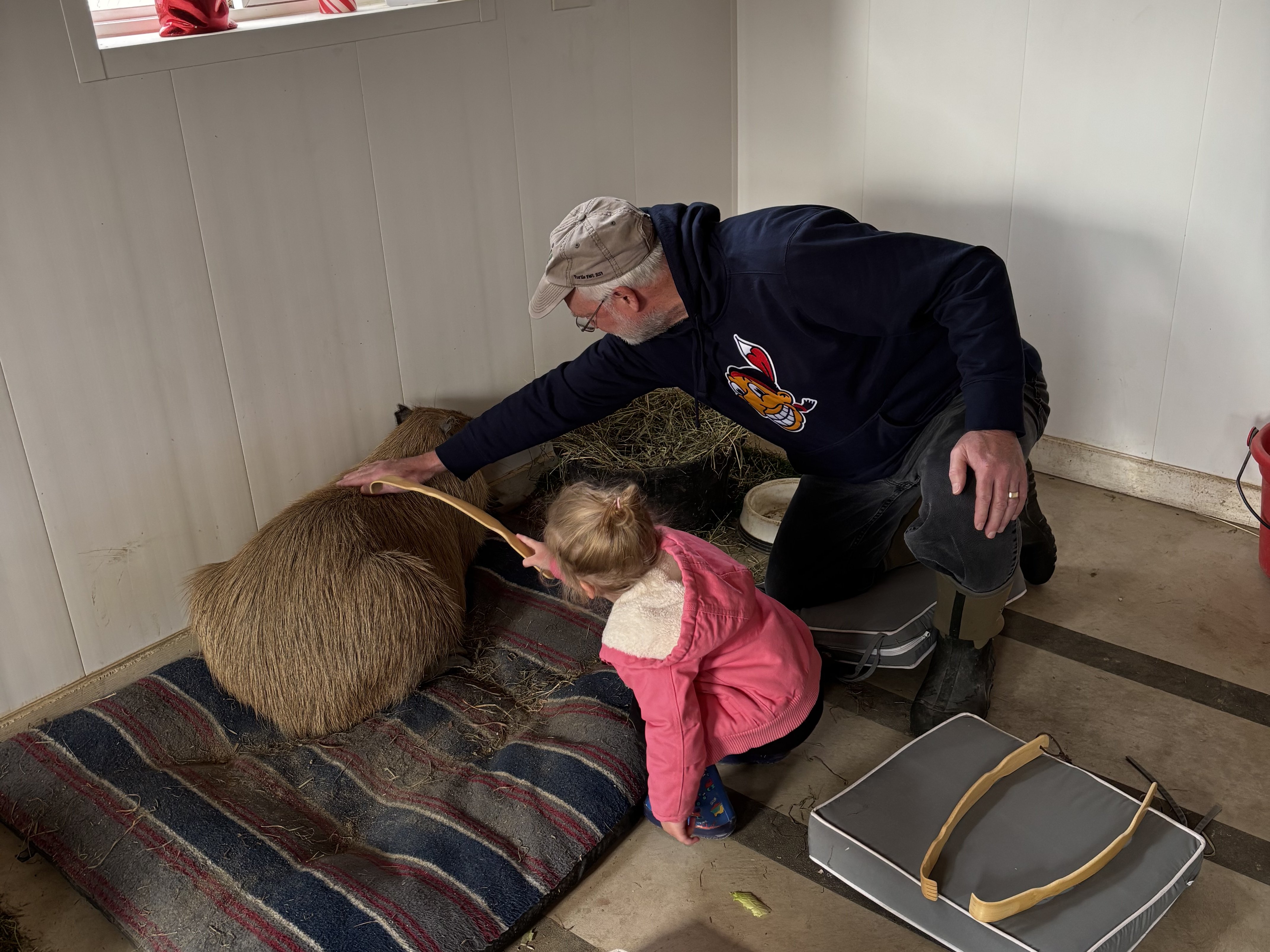 Capybara and porcupine encounter at Majestic Meadows Alpacas petting zoo