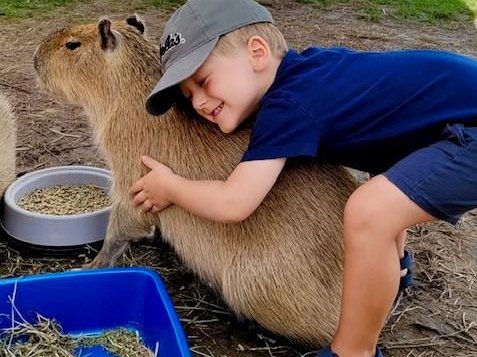 Capybara experience at Majestic Meadows Alpacas Medina