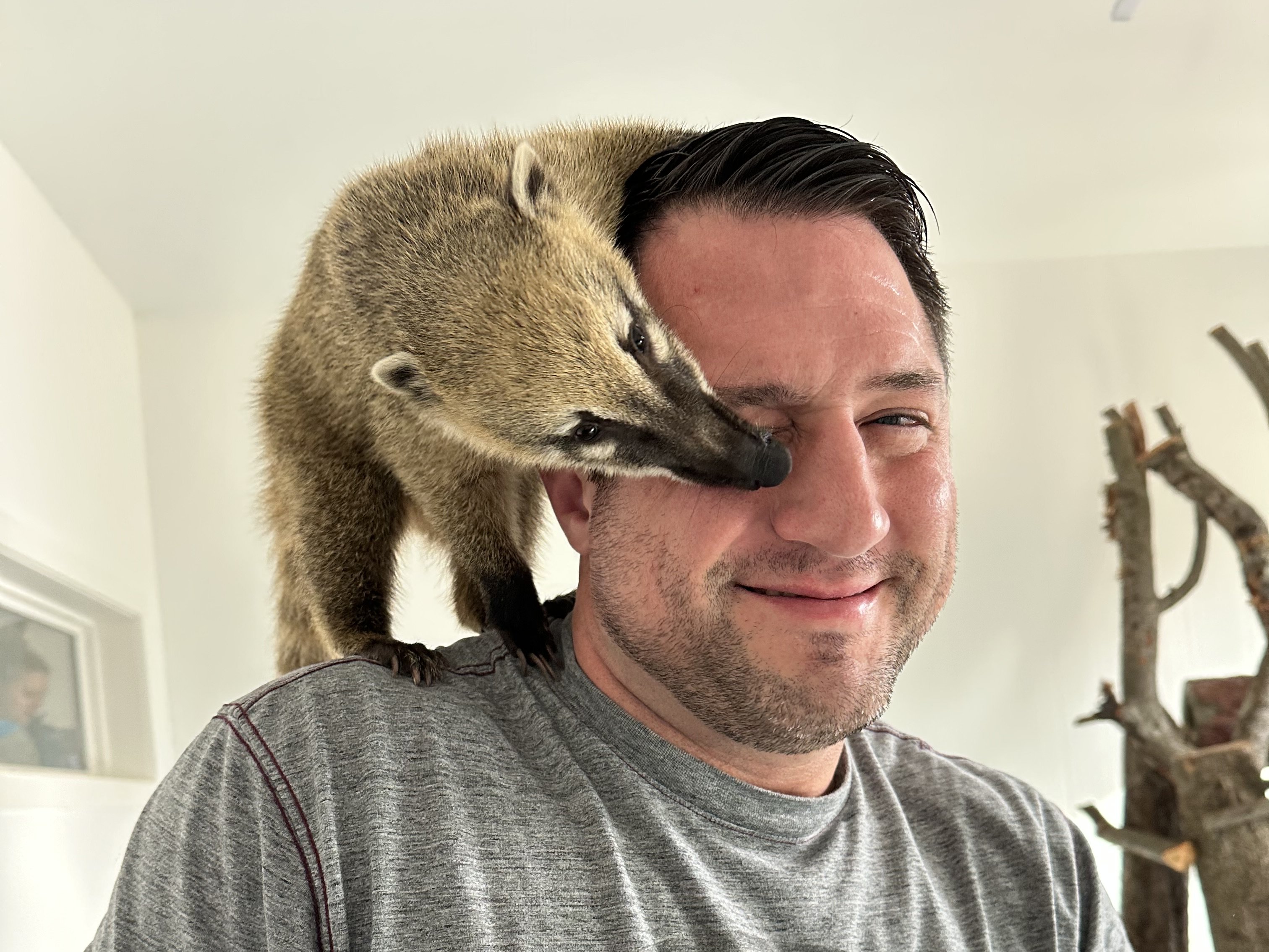 Meet coatimundis at Majestic Meadows Alpacas Medina Ohio