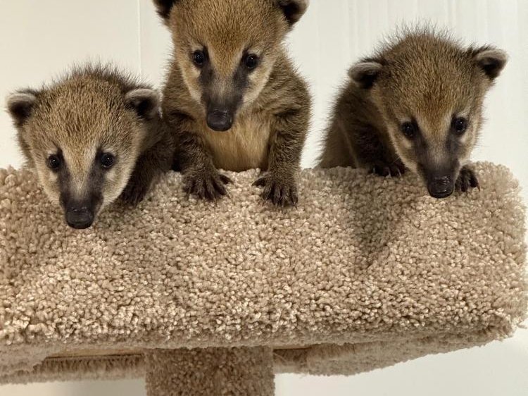 Coatimundi experience at Majestic Meadows Alpacas Ohio