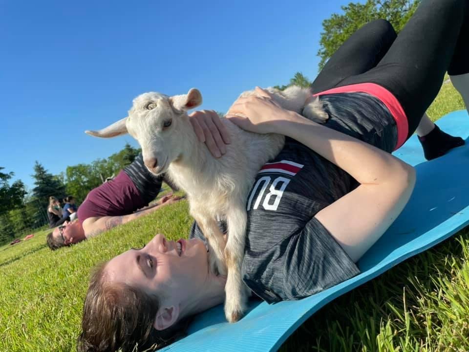 Outdoor goat yoga at Majestic Meadows Alpacas Medina