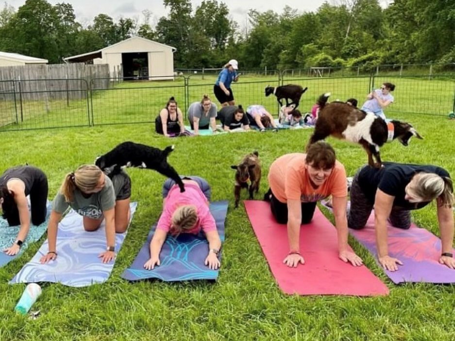 Group goat yoga class at Majestic Meadows Alpacas Medina Ohio